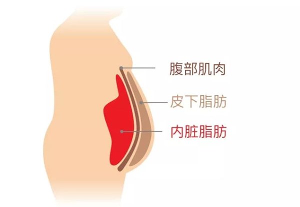leyu.樂魚體育為您講解:內(nèi)臟脂肪要怎么減